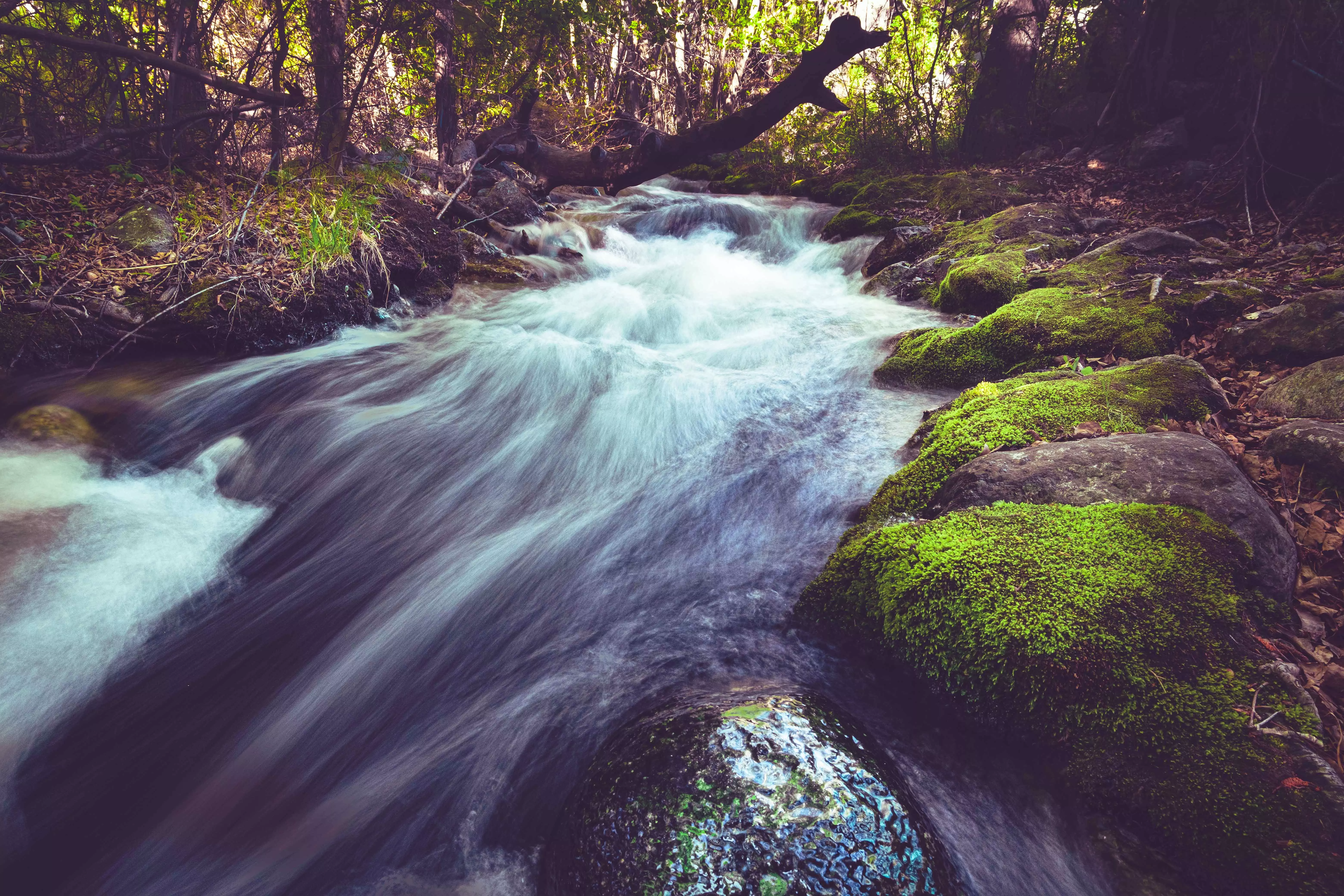Water stream surrounded by rocks, moss, and trees.